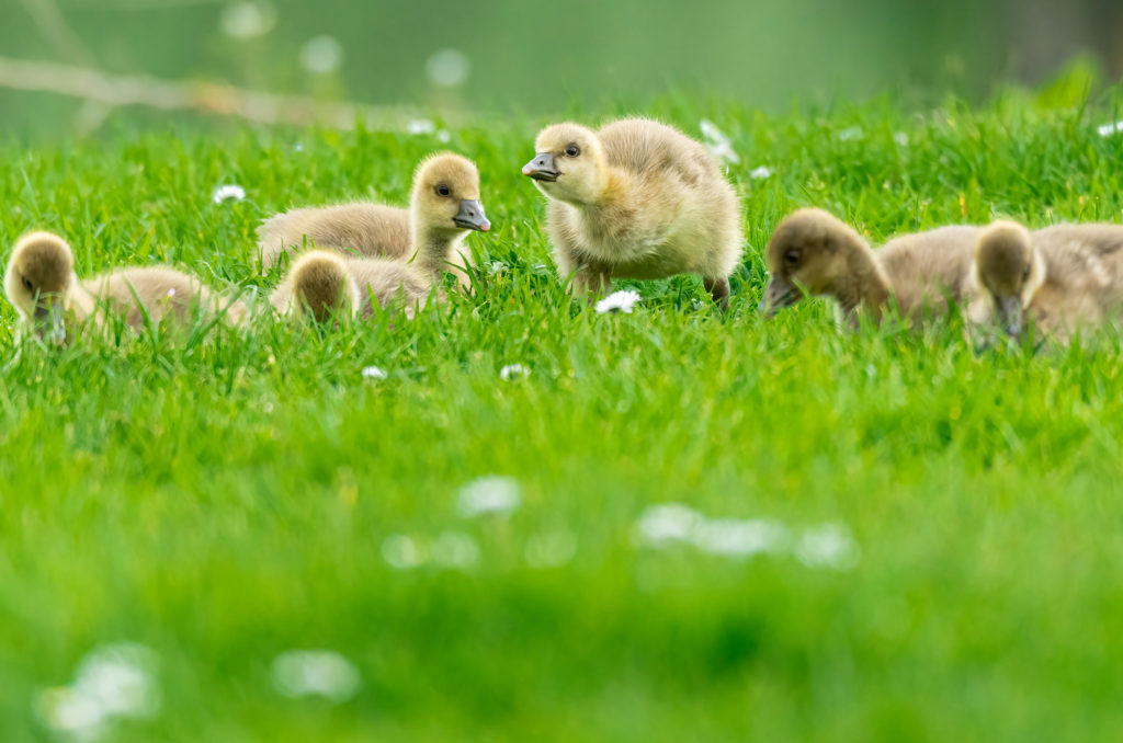 Photo of greylag goslings grazing
