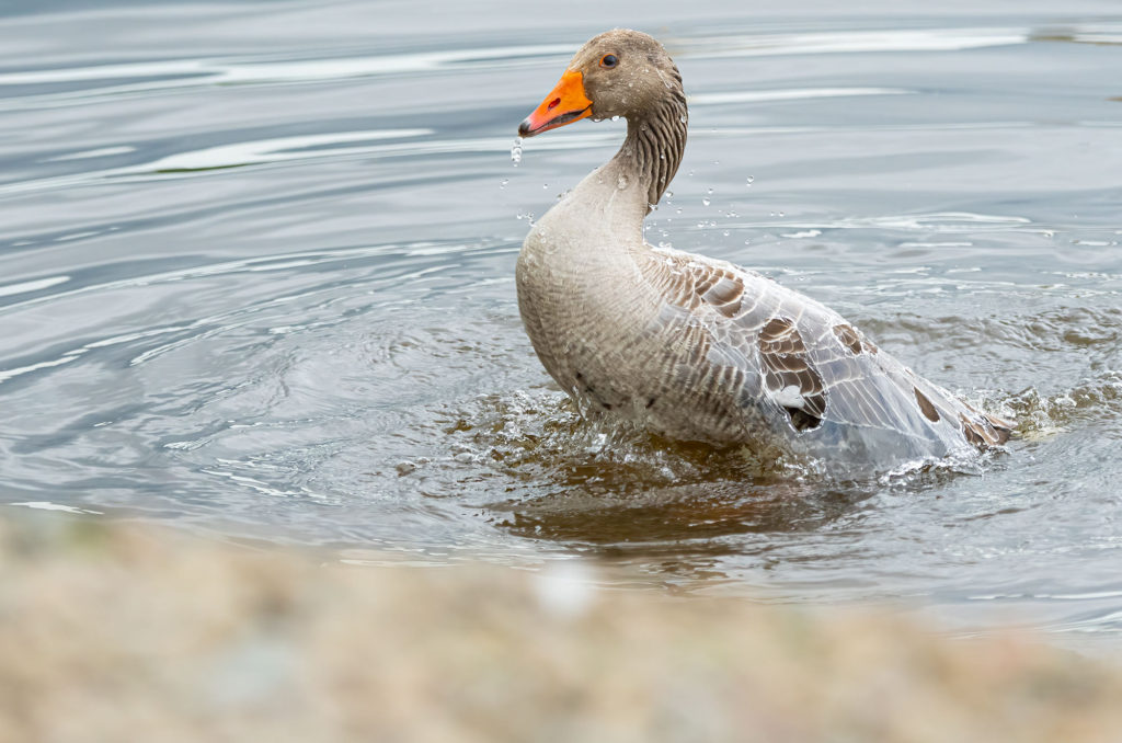 Photo of a greylag goose bathing