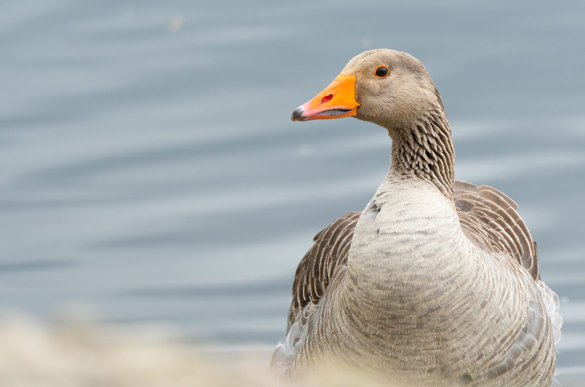 Photo of a greylag goose