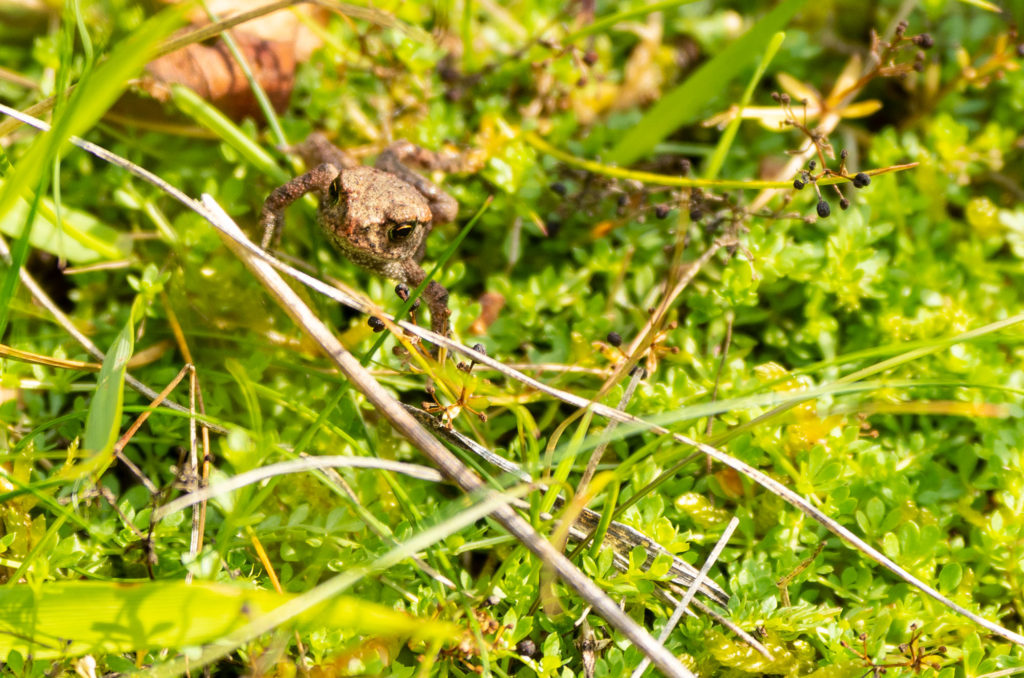 Photo of a toadlet crawling over vegetation