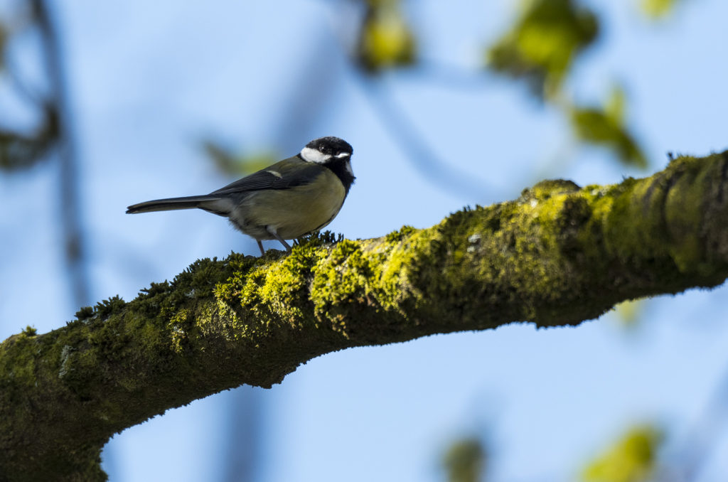 Photo of a great tit perched on a branch