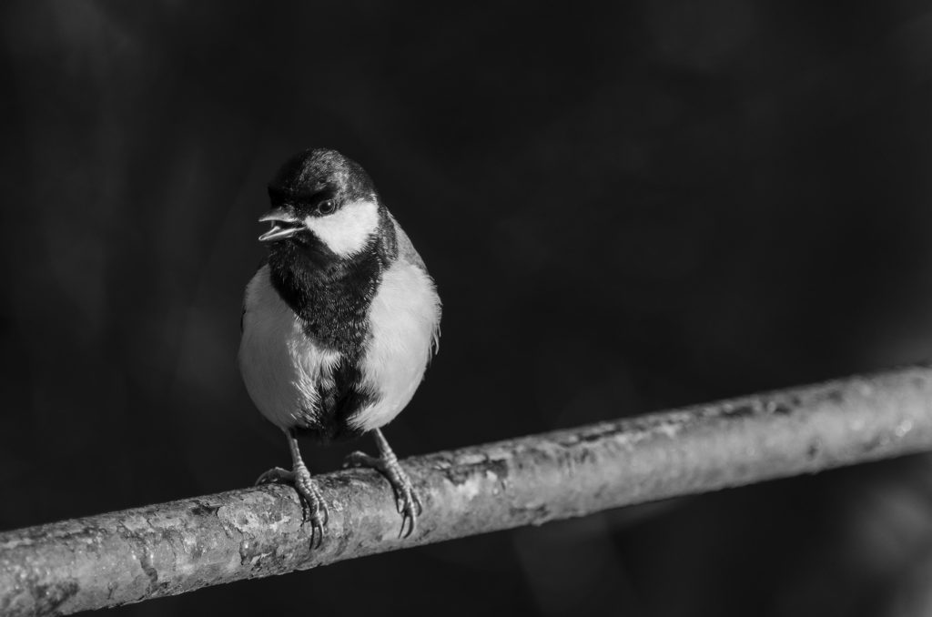Black and white photo of a great tit perched on a metal rail with its beak open