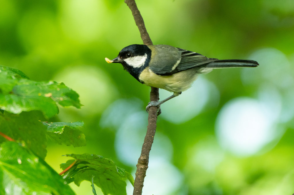 Photo of a great tit perched on a branch with food in its beak