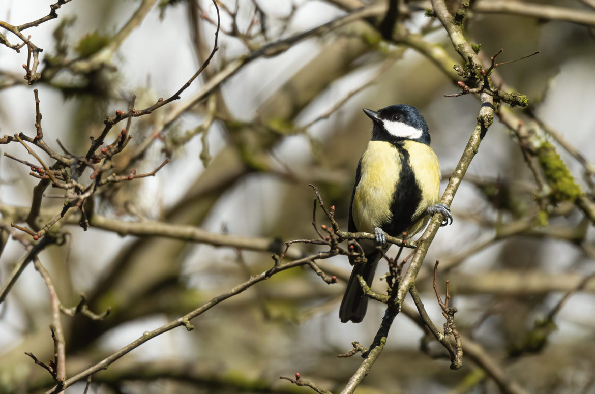 Photo of a great tit perched on a branch