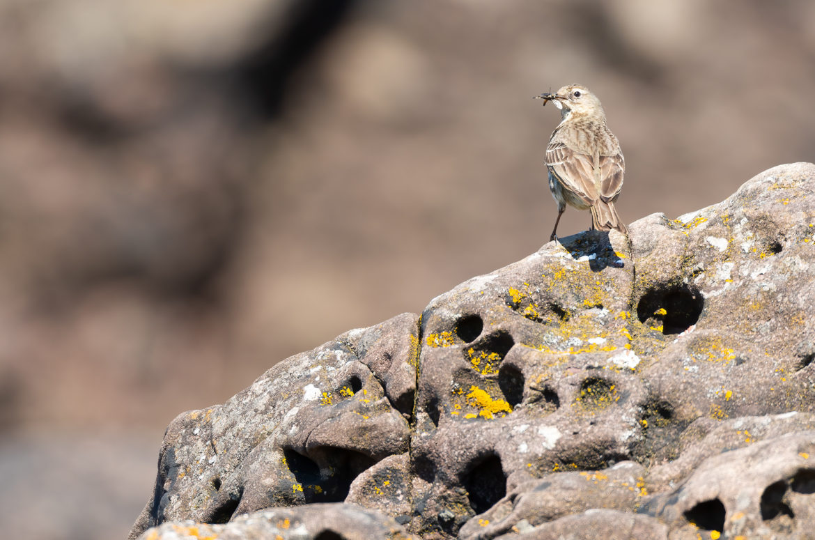 Rock pipit perched on a rock with an invertebrate in its beak