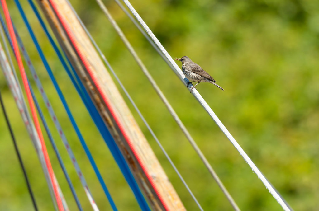 Rock pipit perched on a boat line with invertebrates in its beak