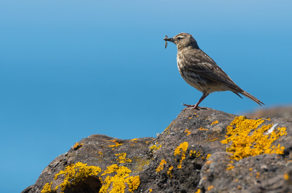 Rock pipit perched on a rock with an invertebrate in its beak