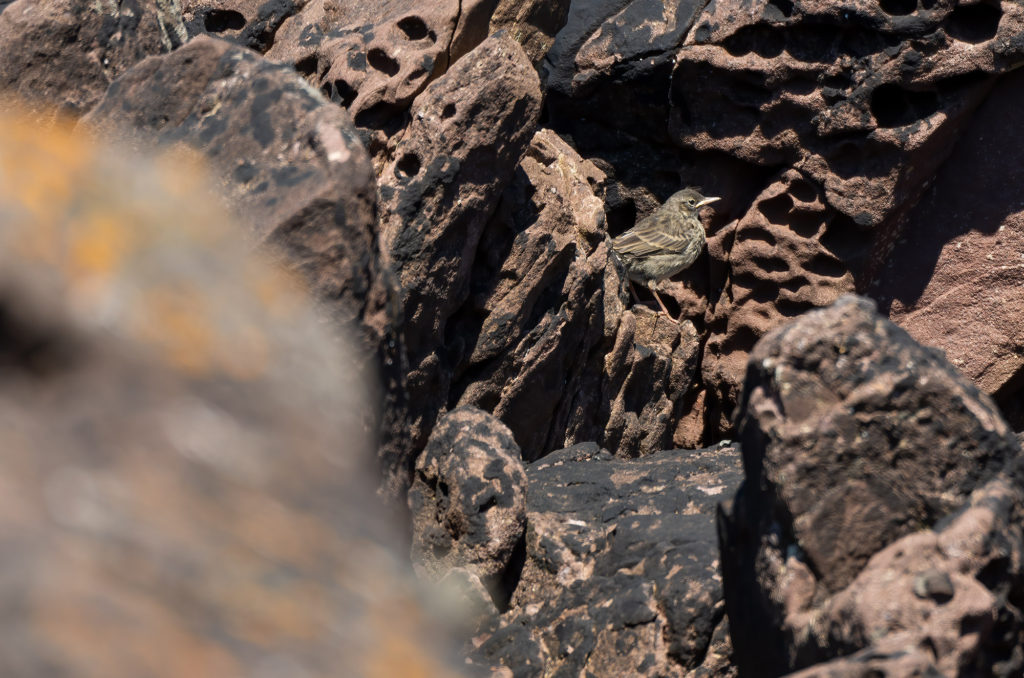 Rock pipit fledgling perched on a rock
