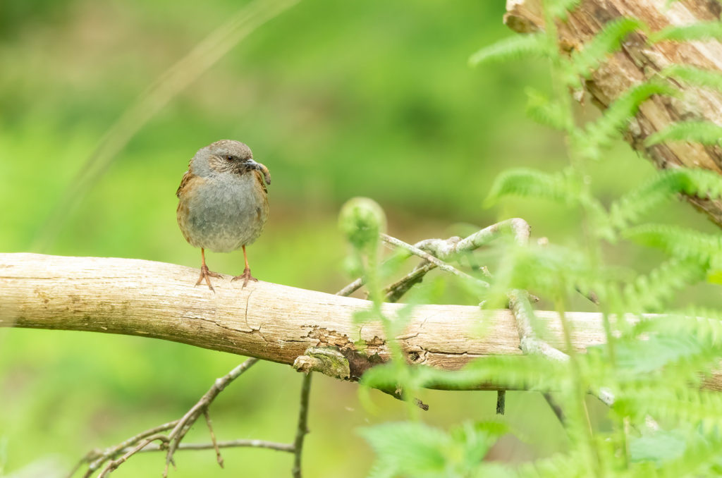 Photo of a dunnock perched on a branch with a grub in its beak