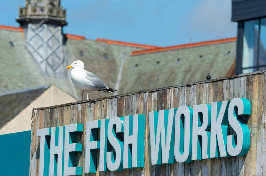 Photo of a herring gull perched on the sign above a fish and chip shop