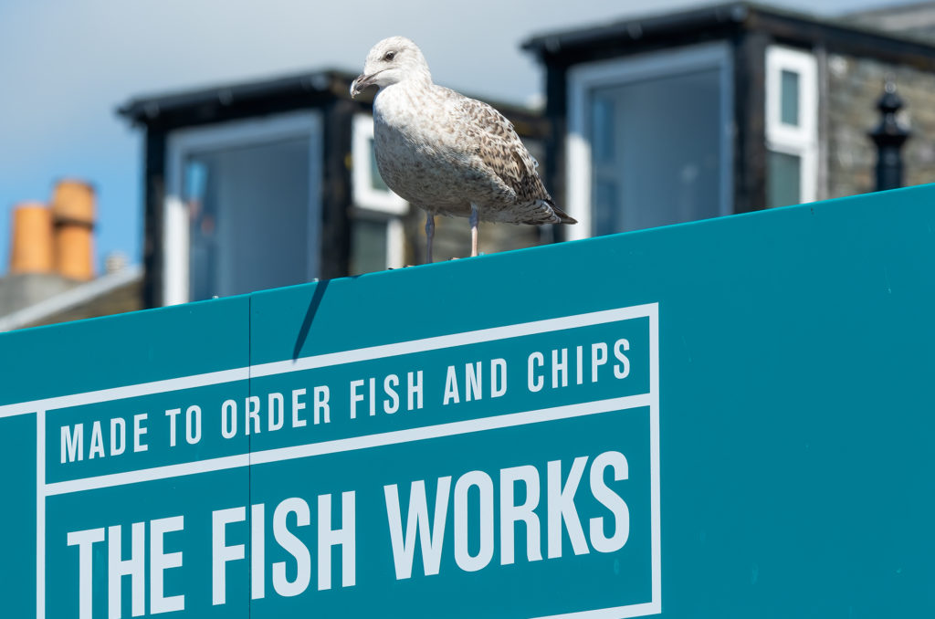 Photo of a herring gull perched on the sign above a fish and chip shop
