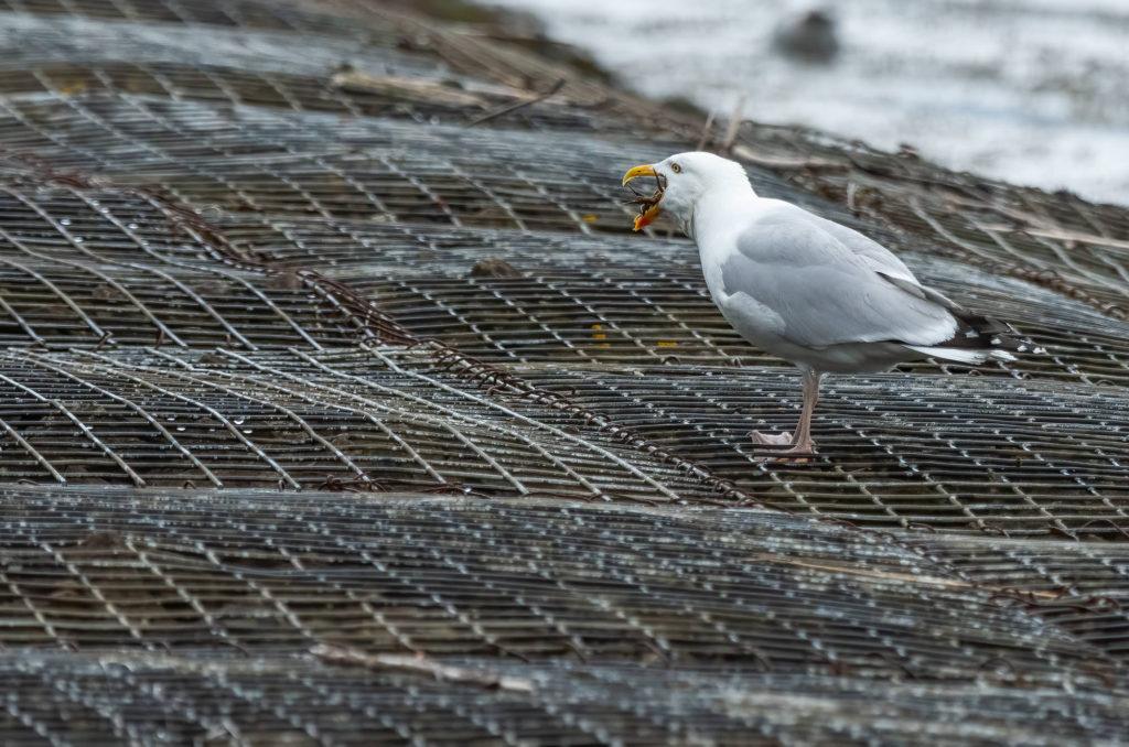 Photo of a herring gull eating a crab whole