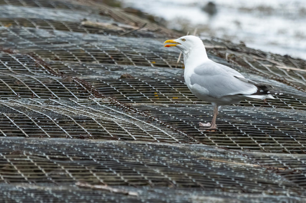 Photo pf a herring gull that has just swallowed a crab