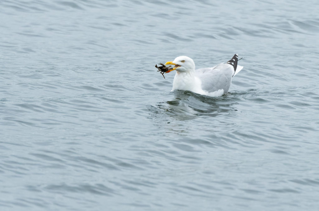 Photo of a herring gull floating on water with a crab in its beak