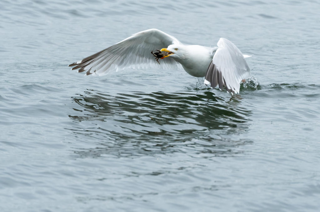 Photo of a herring gull flying with a crab in its beak