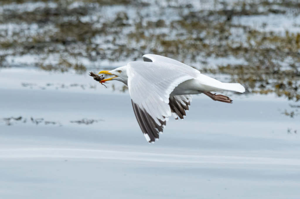 Photo of a herring gull flying with a crab in its beak