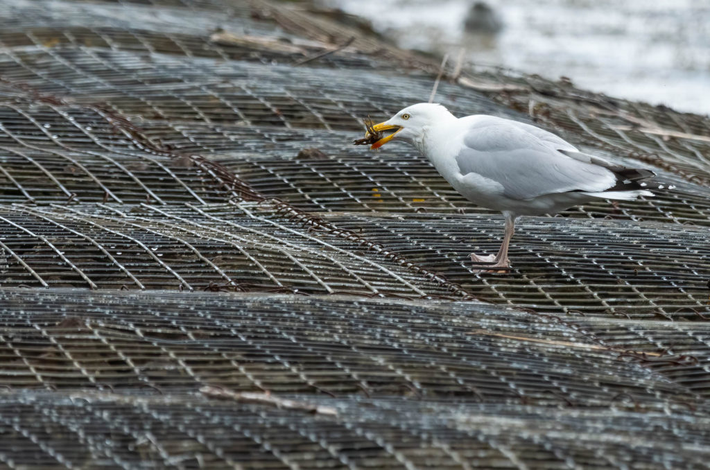 Photo of a herring gull with a crab in its beak