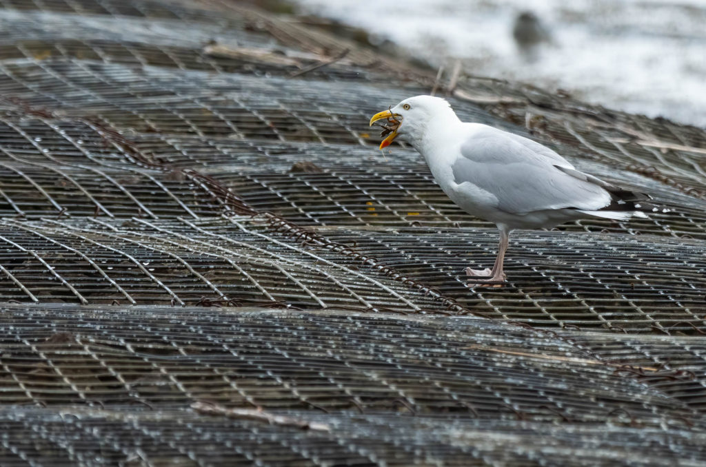 Photo of a herring gull eating a crab whole