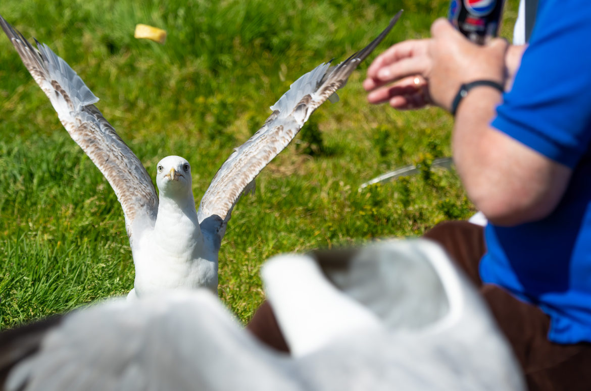 Photo of a herring gull watching a chip that has been thrown for it