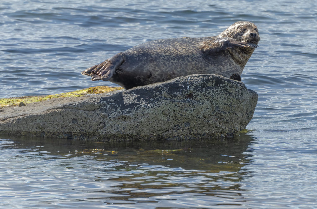 Photo of a harbour seal on a rock