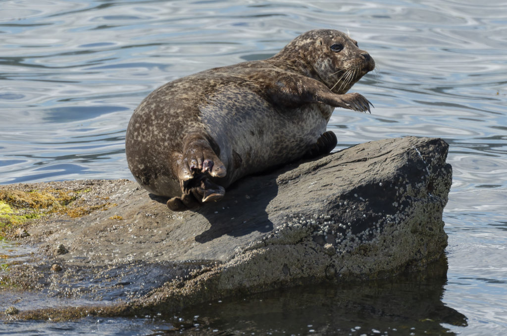 Photo of a harbour seal on a rock