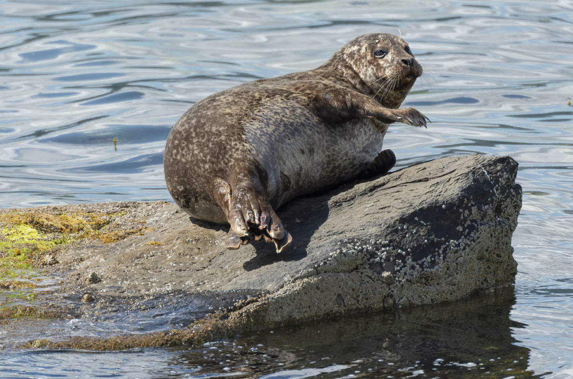 Photo of a harbour seal on a rock
