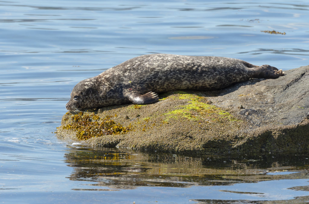 Photo of a harbour seal on a rock