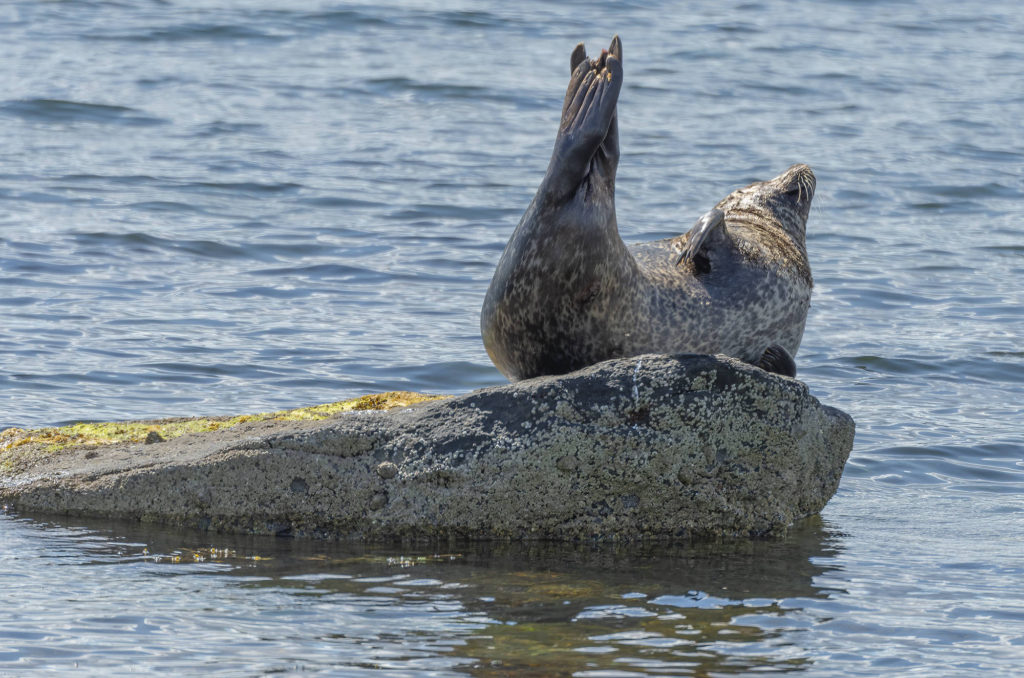 Photo of a harbour seal on a rock