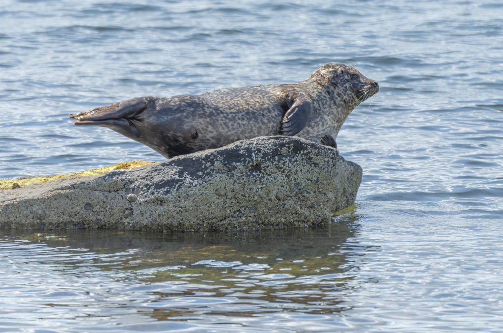 Photo of a harbour seal on a rock