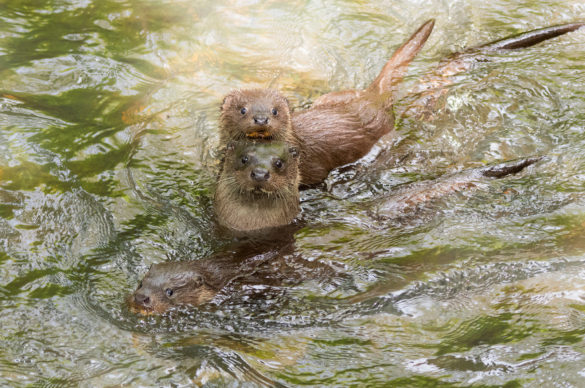 Photo of a female otter and two cubs in a river