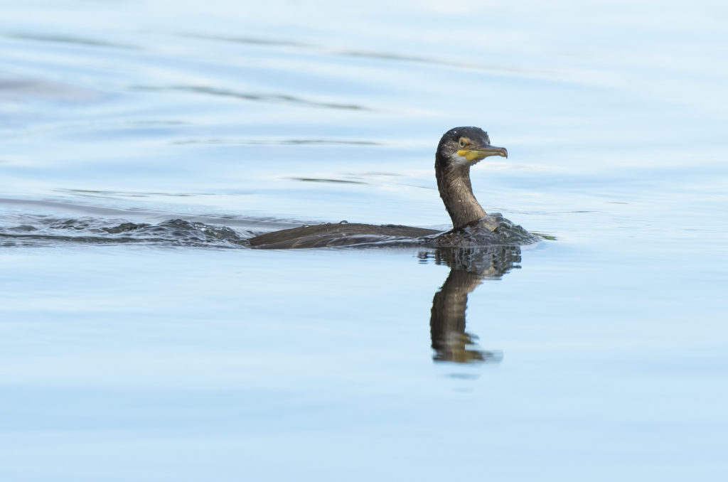 Photo of a juvenile shag in water