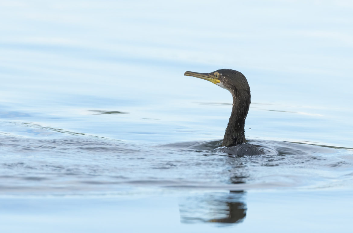 Photo of a juvenile shag in water