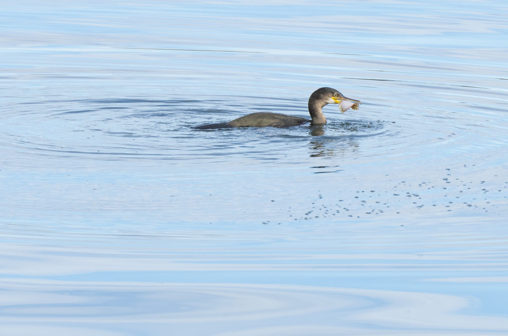 Photo of a juvenile shag in water with a fish in its beak
