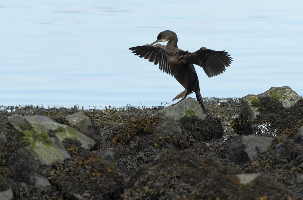 Photo of a juvenile shag drying its wings