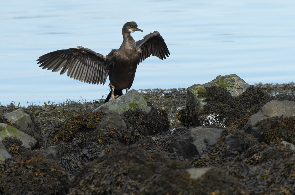 Photo of a juvenile shag drying its wings