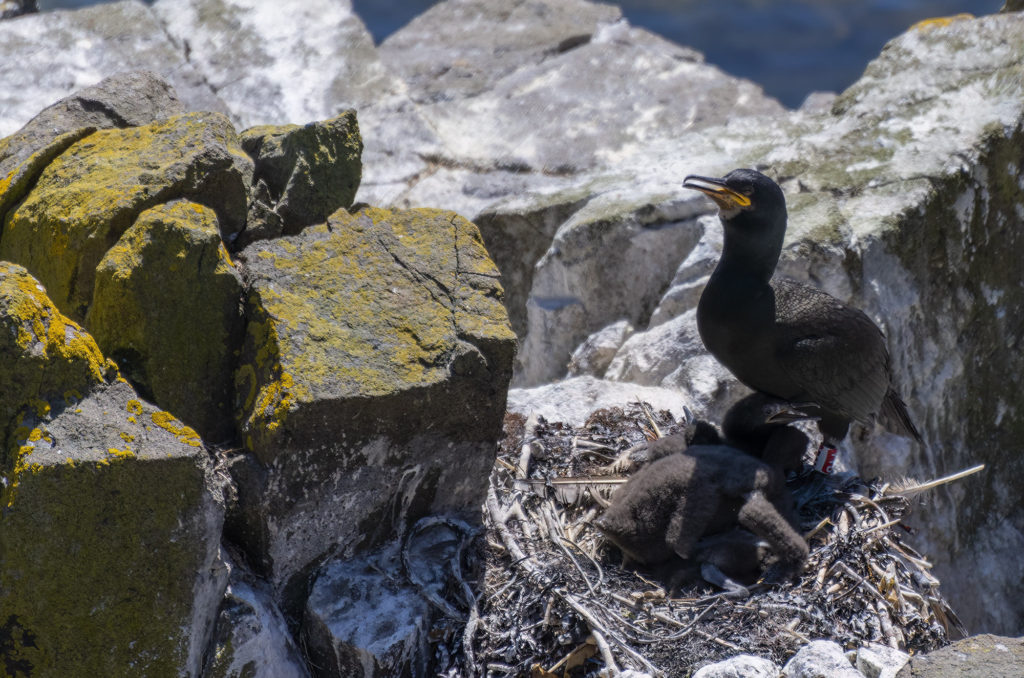 Photo of an adult shag with chicks in a nest