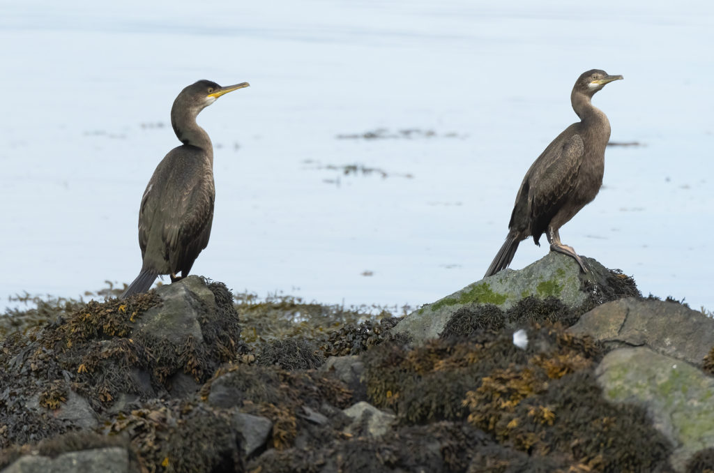 Photo of two juvenile shags perched on rocks