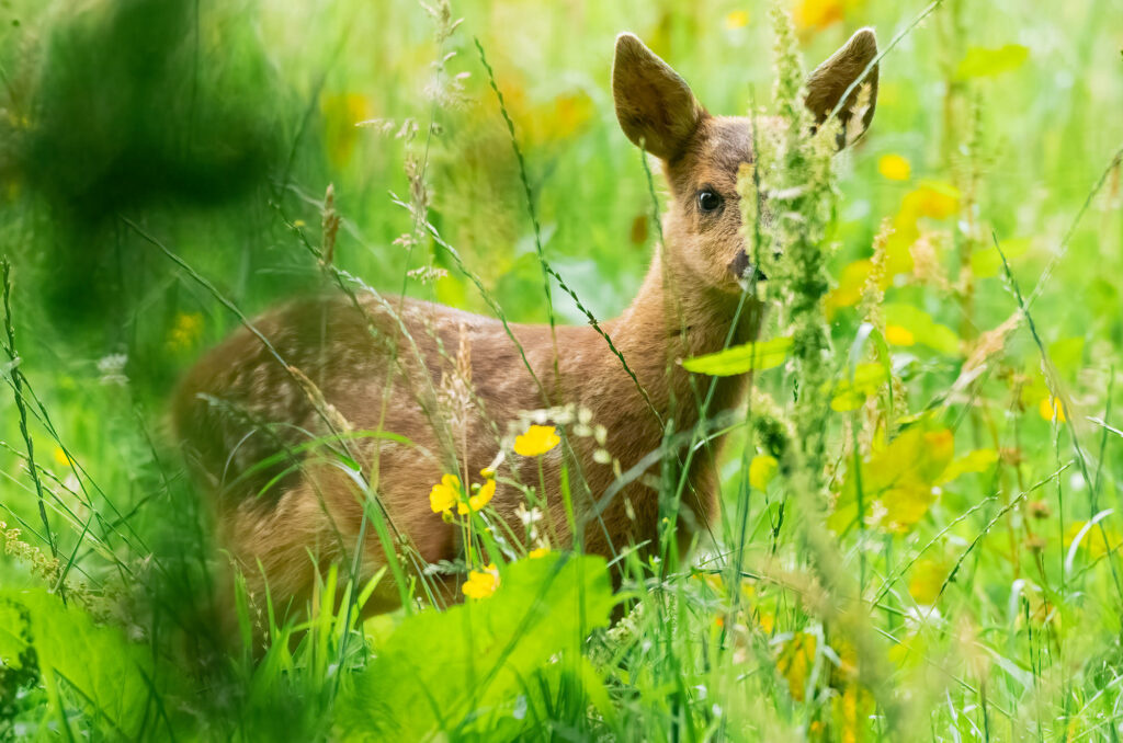 Photo of a roe deer kid in grass