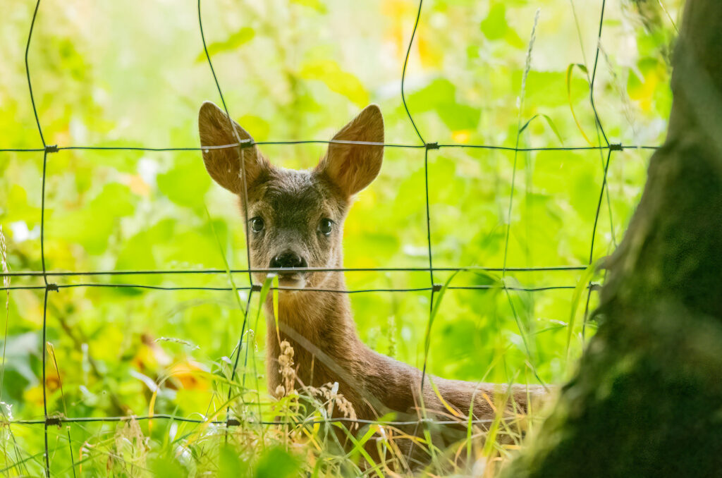 Photo of a roe deer kid behind wire fence