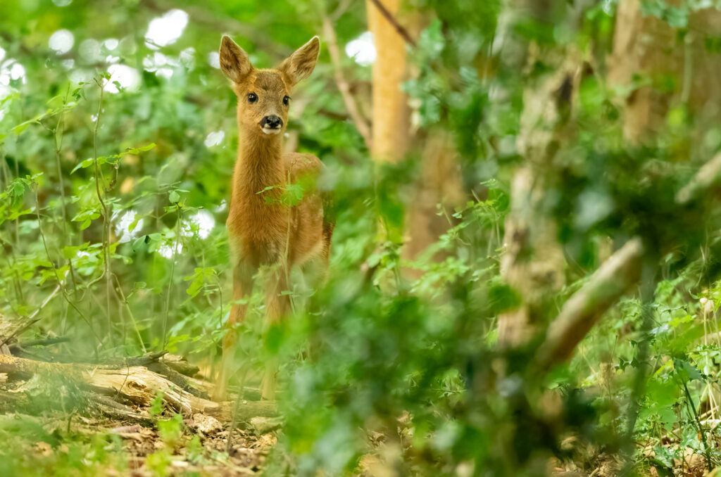 Photo of a roe deer kid in woodland