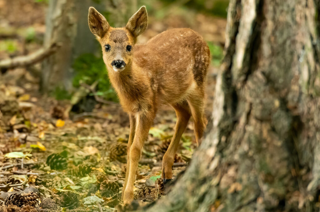 Photo of a roe deer kid in woodland