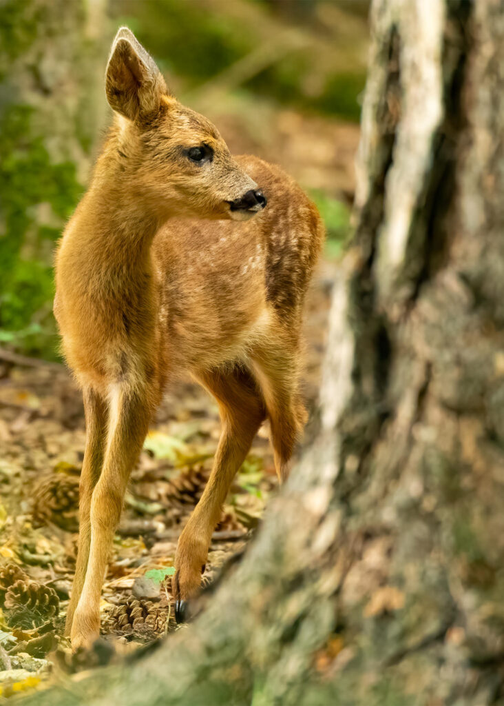Photo of a roe deer kid in woodland