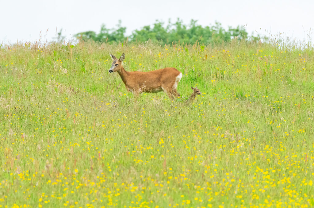 Photo of a roe deer doe and kid in a field