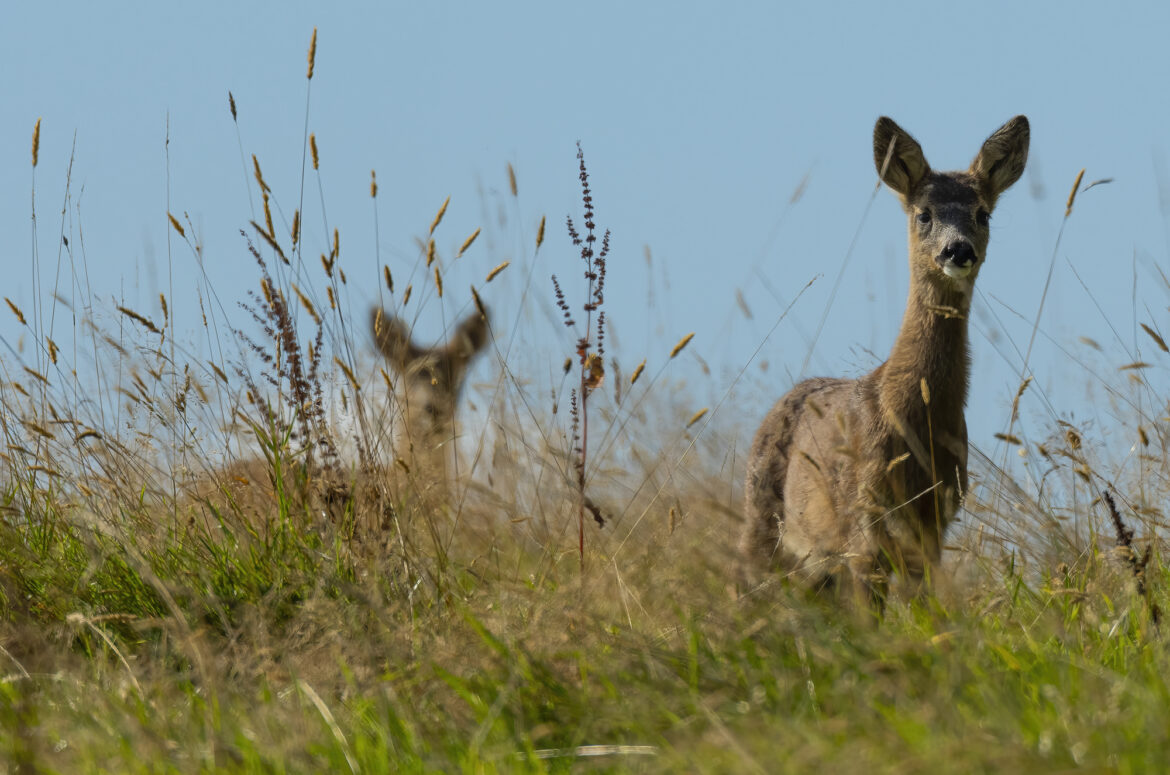 Photo of a roe deer kids in a field