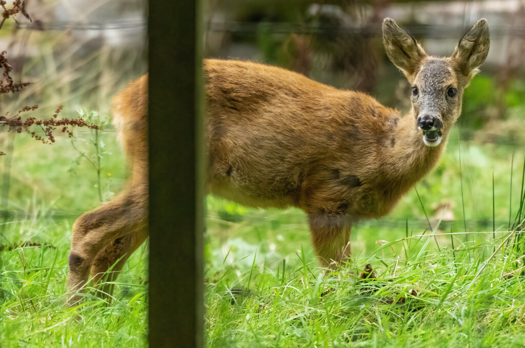 Photo of a roe deer kid eating leaves