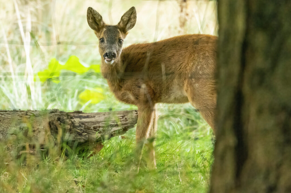 Photo of a roe deer kid behind a wire fence