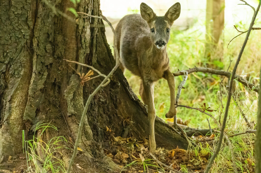 Photo of a roe deer kid in woodland