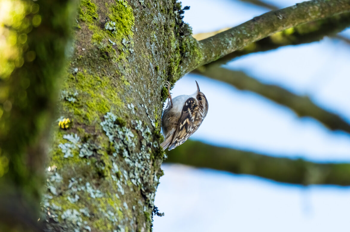 Photo of a treecreeper on tree trunk