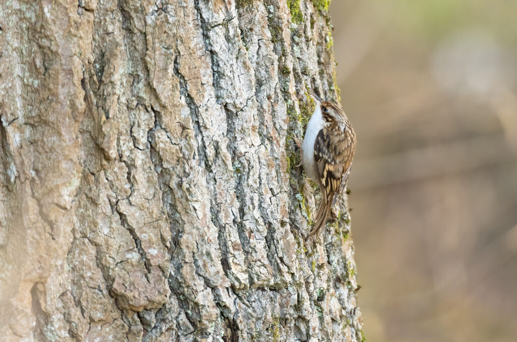 Photo of a treecreeper on tree trunk