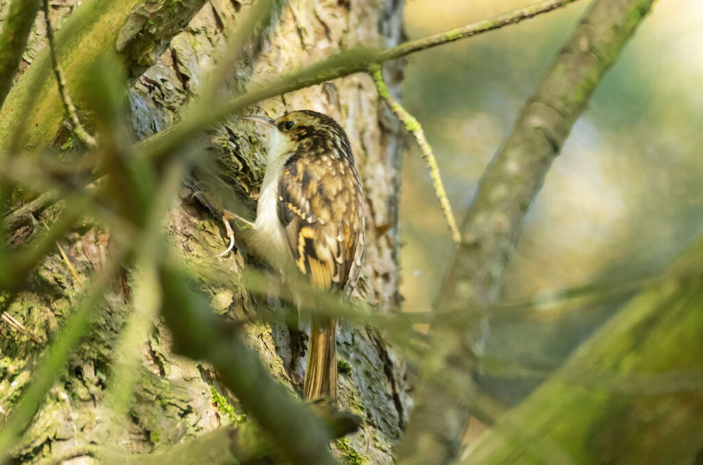 Photo of a treecreeper on tree trunk